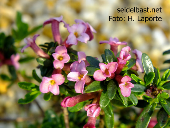 flowering branch of Daphne x jintyae ‘Pink Cascade’