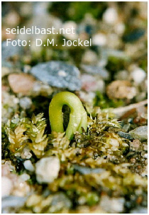 Daphne pontica, developing seedling 1 Daphne pontica, pontic daphne, developing seedling 1