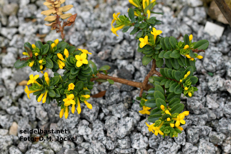 view from above - Daphne aurantiaca var. calcicola, typus- Gang Ho Ba, -'orangefarbener Seidelbast'-