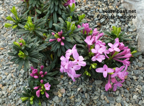 Daphne arbuscula ‘Libussa’, 'Bäumchen-Seidelbast'