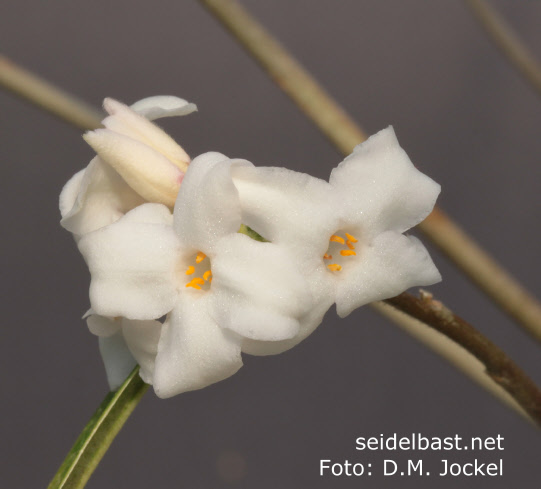 inflorescence Daphne bholua var. glacialis ‘Gurkha’ inflorescence Daphne bholua var. glacialis ‘Gurkha’