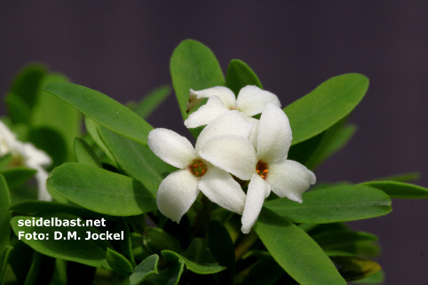 flowers close-up of Daphne malyana , 'Maly's Seidelbast'