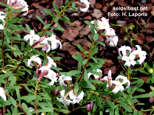 Daphne x whiteorum ‘Warnford’ blossoms, 'White's Seidelbast'