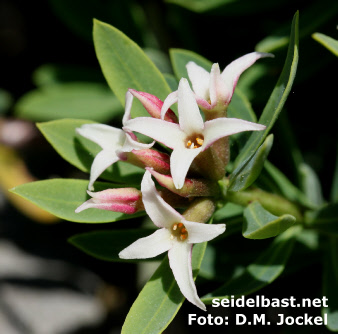 Daphne kosaninii close-up of inflorescence