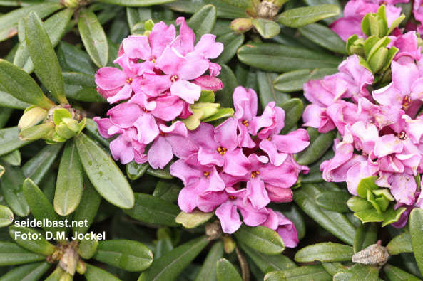 Daphne x medfordensis ‘Tichborne’ blossoms, 'Medford Seidelbast'