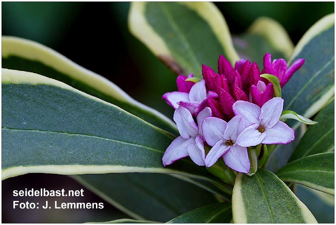 Daphne odora ‘Rebecca’, 'Duft Seidelbast'