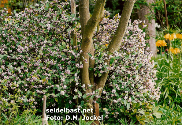Daphne odora growing outside in the Netherlands, 'Duft Seidelbast'