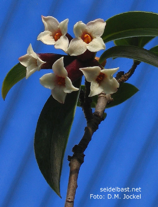 Daphne taylorii, inflorescence with the dark purplish flower tubes, 'Taylor´s Seidelbast'