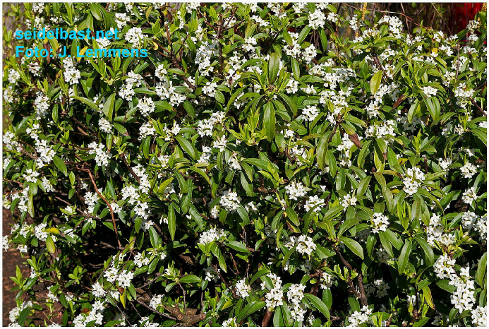 Daphne acutiloba ‘Fragrant Cloud’ shrub, 'spitzlappiger Seidelbast'