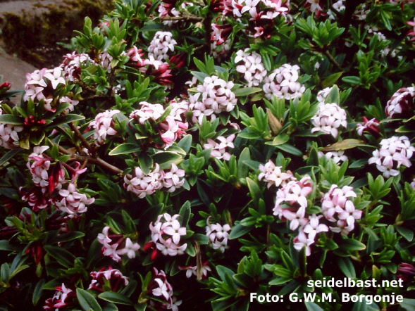 Daphne tangutica flowering