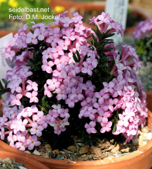 Daphne petraea ‘Garnet’, 'FelsenSeidelbast