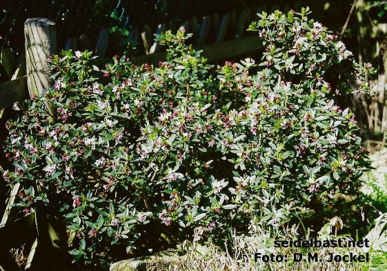Daphne tangutica flowering shrub