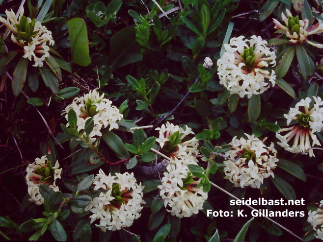 Daphne glomerata inflorescences, Pontic Alps, Turkey 