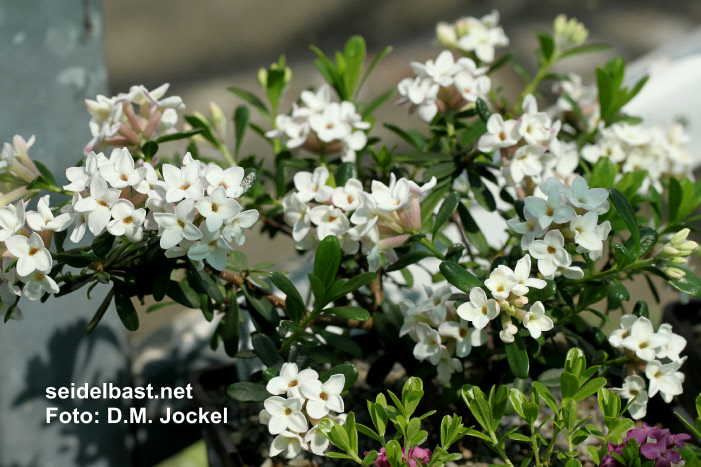 Daphne x ‘Colinton Crown’ shrub