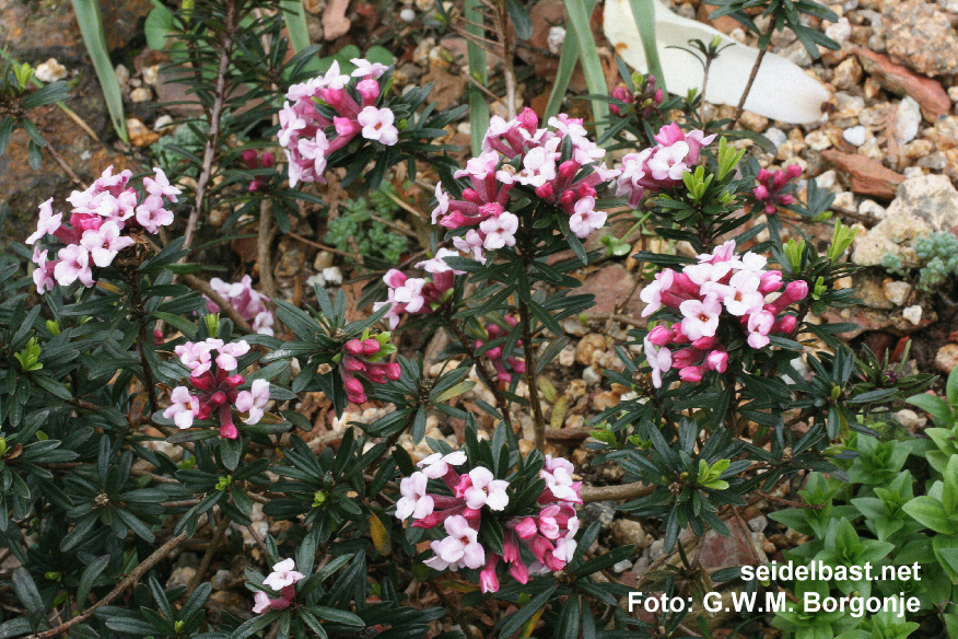 Daphne x hendersonii ‘Ernst Hauser’, 'Hendersons Seidelbast'