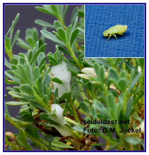  foam-cicada larva with foam cocoon on Daphne jasminea