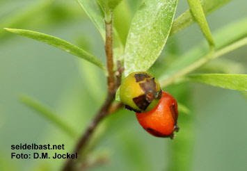Daphne acutiloba fruits, 'spitzlappiger Seidelbast'