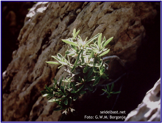 Daphne alpina, Alpen-Seidelbast am Naturstandort, Frankreich, Esteng, Seealpen