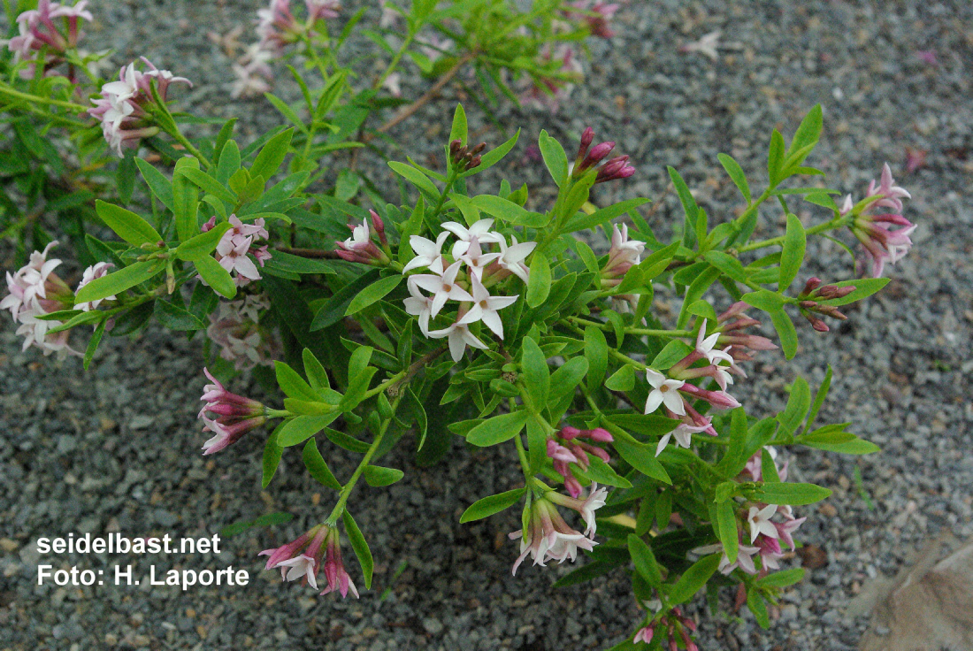 young shrub of Daphne x ‘Vallerie Hillier flowering