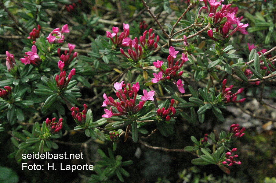 Daphne julia(e) starts flowering