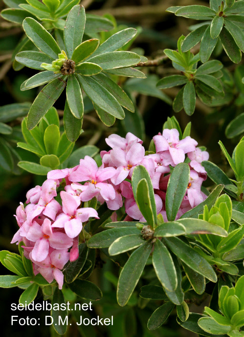 flowers between variegated leaves Of Daphne x ‘Bendl Barth’