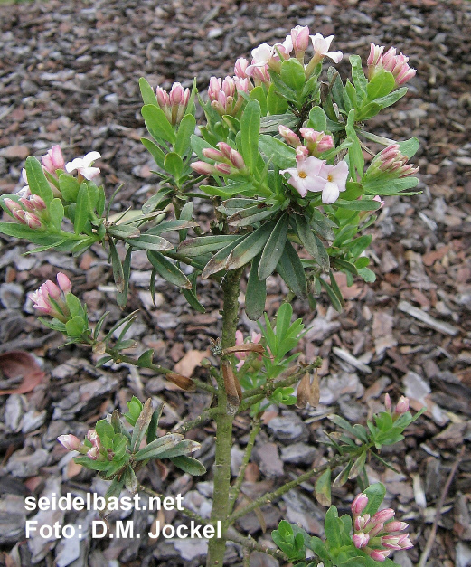 Daphne x ‘Pink Star’