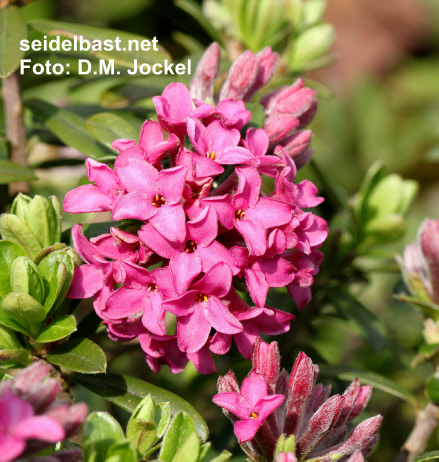 flowers close-up of Daphne x ‘Red Pearl’, Seidelbast- 'Rote Perle'