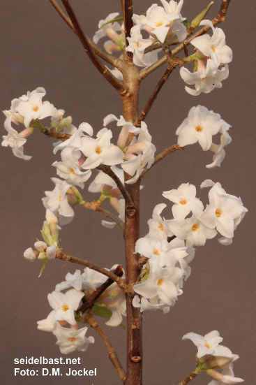 inflorescences of Daphne bholua, own selection (unnamed) inflorescences of Daphne bholua, own selection (unnamed)
