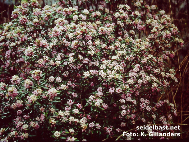 Daphne sericea subsp. sericea at Korkuteli, Turkey, 'seidenhaariger Seidelbast'