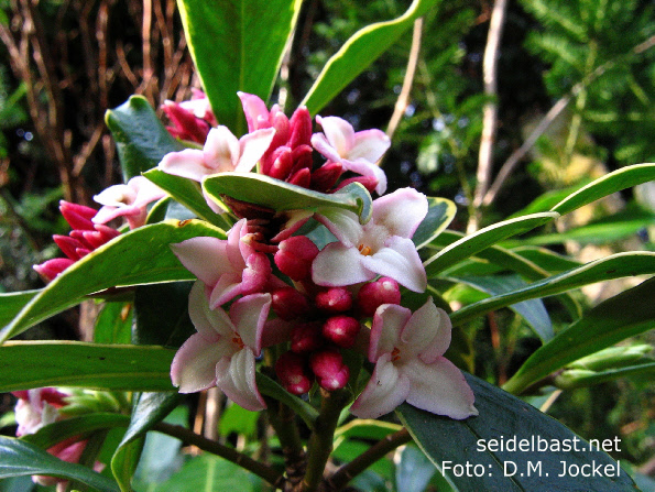 Daphne odora 'Variegata' inflorescence, 'Duft Seidelbast'