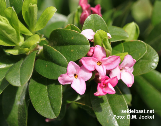 Daphne x ‘Rosy Wave’ blossoms close-up