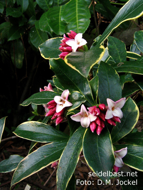 Daphne odora 'Variegata', 'Duft Seidelbast'