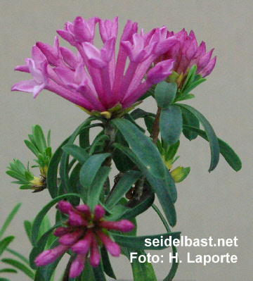 inflorescence of Daphne striata ‘Wolfgang Reich’,-'Kahles Steinröschen' oder auch 'gestreifter Seidelbast'