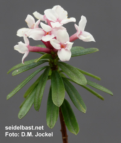 Daphne x hendersonii ‘Solferino’, 'Hendersons Seidelbast'