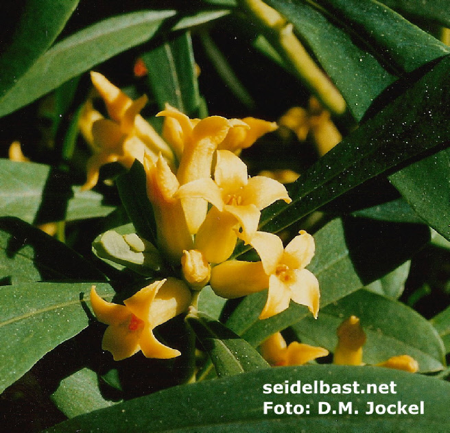 Daphne giraldii blossoms, close-up, 'Giraldi's Seidelbast'
