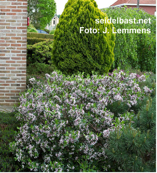 Daphne x ‘Kilmeston Beauty’ shrub