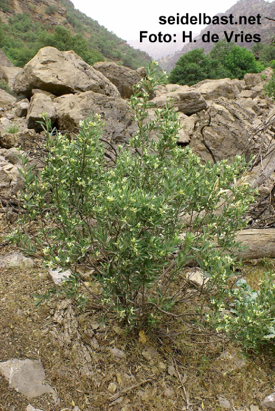 Daphne stapfii shrub, Iran, 'Stapfs Seidelbast'