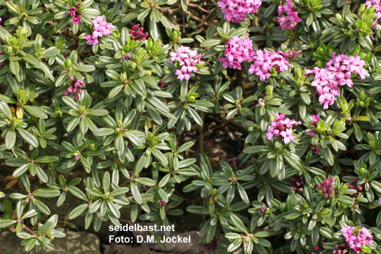 compare Daphne x medfordensis 'Cheriton' with Daphne x medfordensis 'Lawrence Crocker', 'Medford Seidelbast'