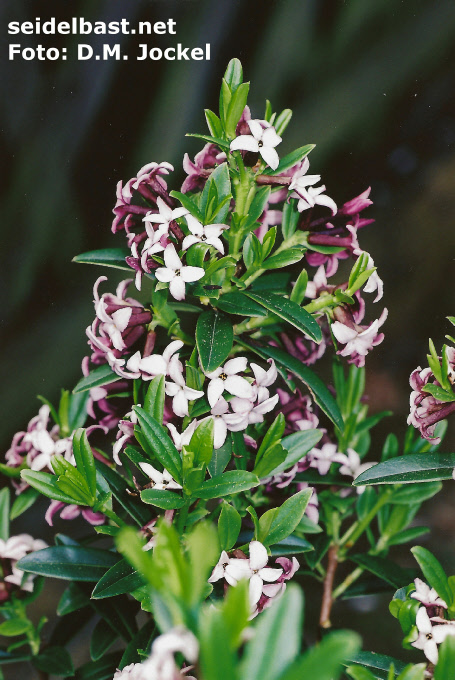 Daphne tangutica, form with darker calyx tube