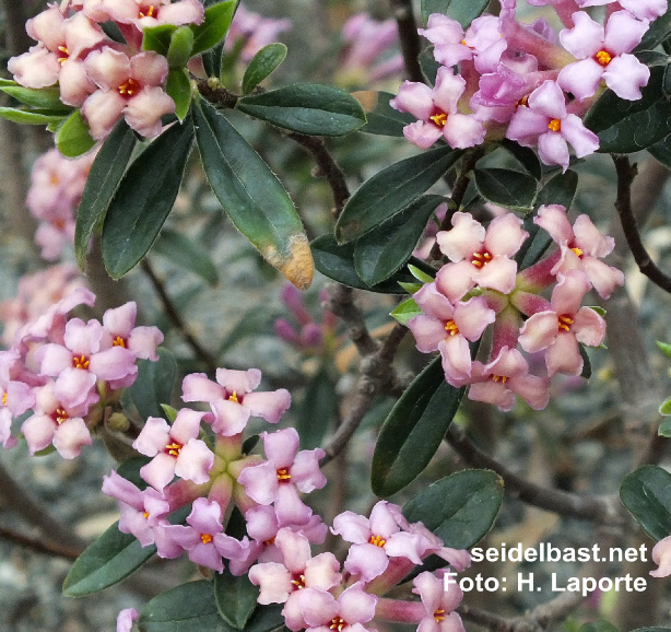 Daphne sericea, cretan form, 'seidenhaariger Seidelbast'