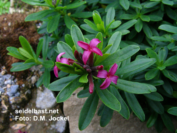 the deep lilac-red flowers in close-up of the other plant (unnamed) of the same cross