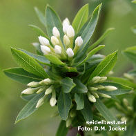 Daphne altaica, flowers in bud, Altai-Seidelbast