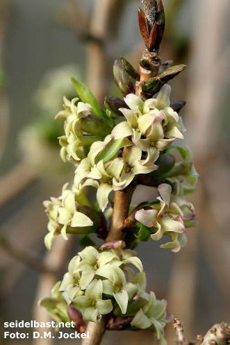 Aging flowers of Daphne x houtteana ‘Chameleon’, the colour of the blossoms changes from greenish-white into red colour 1