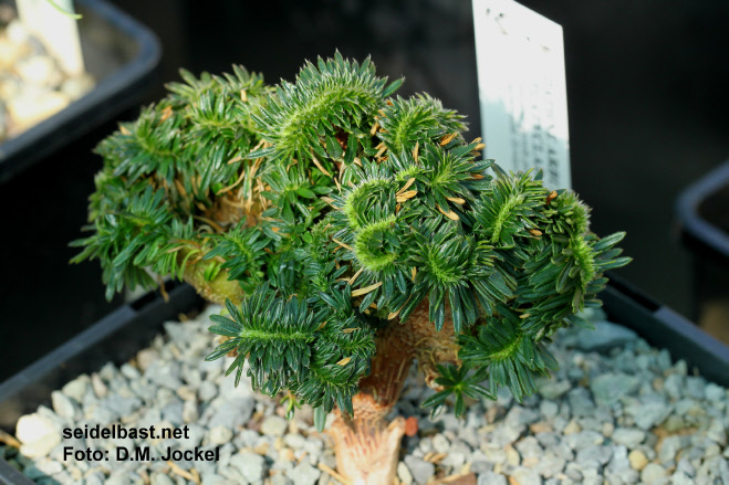 Daphne arbuscula forma platyclada, 'Bäumchen-Seidelbast'