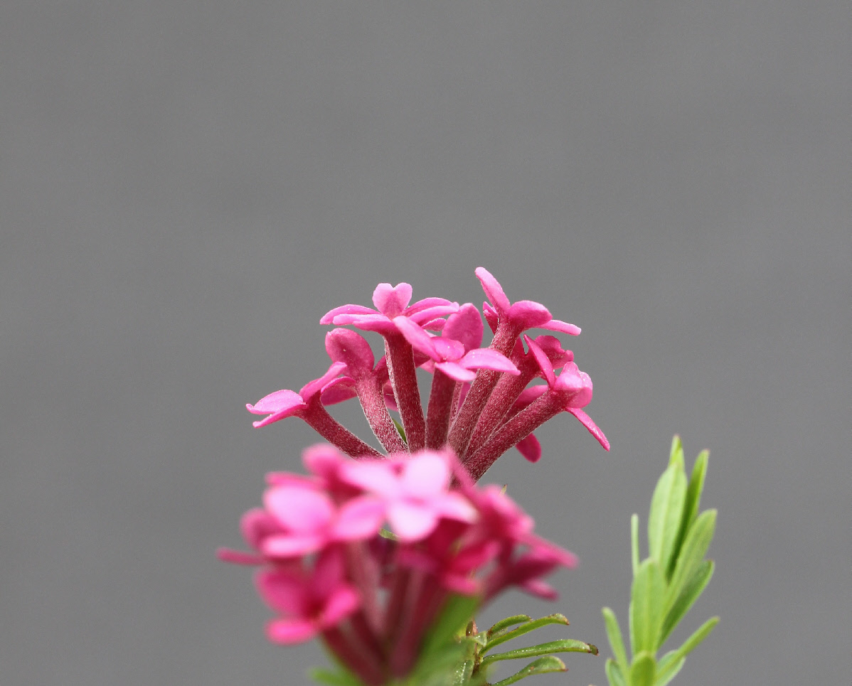 Daphne cneorum close-up of inflorescence, garland flower, 'Rosmarin Seidelbast'