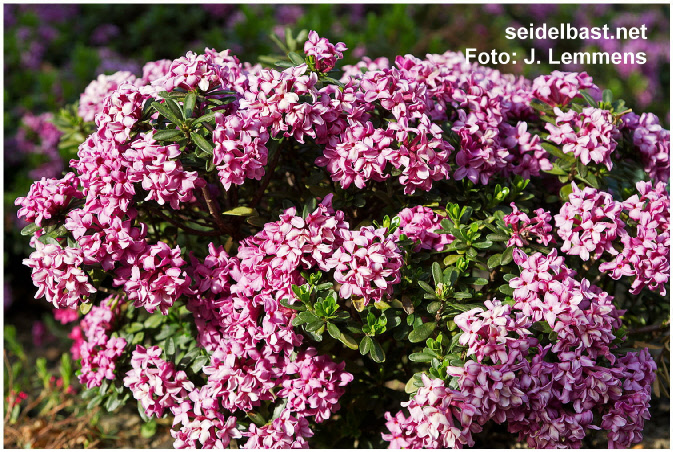 Daphne x kazbali [rollsdorfii] ‘Arnold Cihlarz’ shrub