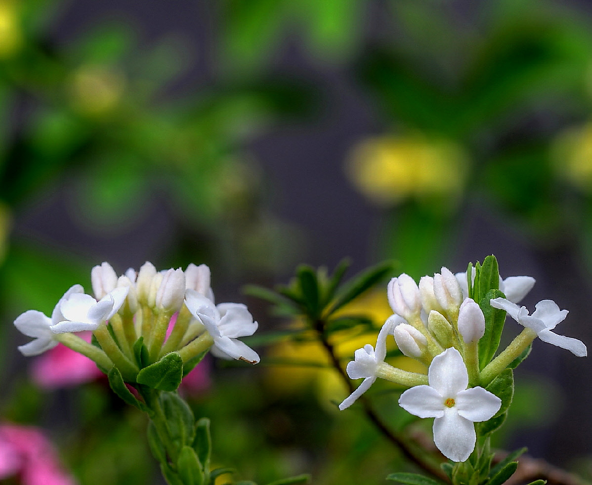 Daphne , Seidelbast - plant portraits of Daphne hybrids, background hdr picture shows Daphne cneorum 'Alba' Daphne , Seidelbast - plant portraits of Daphne hybrids, background hdr picture shows Daphne cneorum 'Alba'