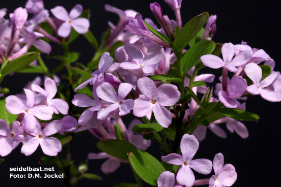 Daphne genkwa, small flowers - Hackenberry group Daphne genkwa, small flowers - Hackenberry group