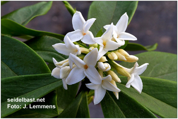 Daphne odora ‘Sakiwaka’, 'Duft Seidelbast'