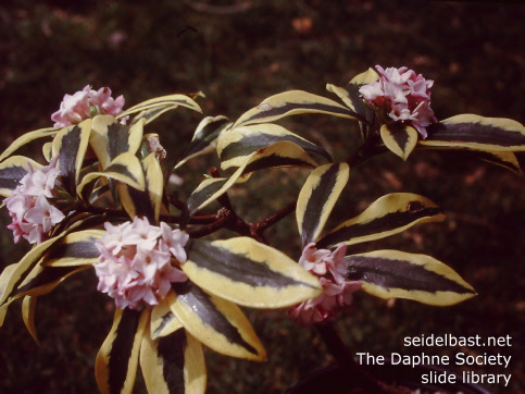 Daphne odora 'Mae Jima', 'Duft Seidelbast'